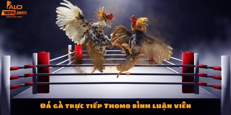 Giới thiệu loại hình đá gà trực tiếp Thomo bình luận viên